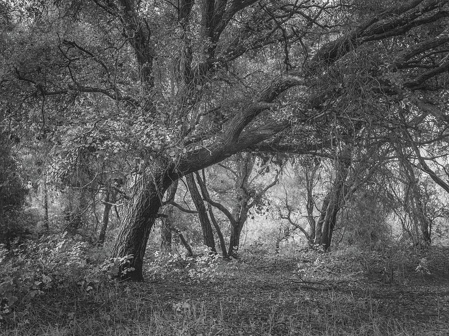 Sheltering Oaks Photograph by Alexander Kunz