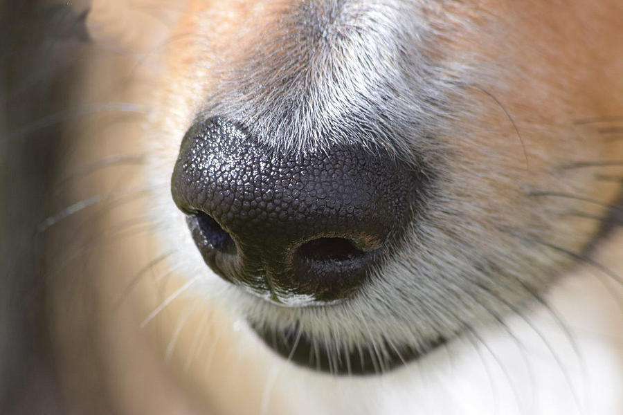 Sheltie nose macro Photograph by Fiona Etkin - Fine Art America