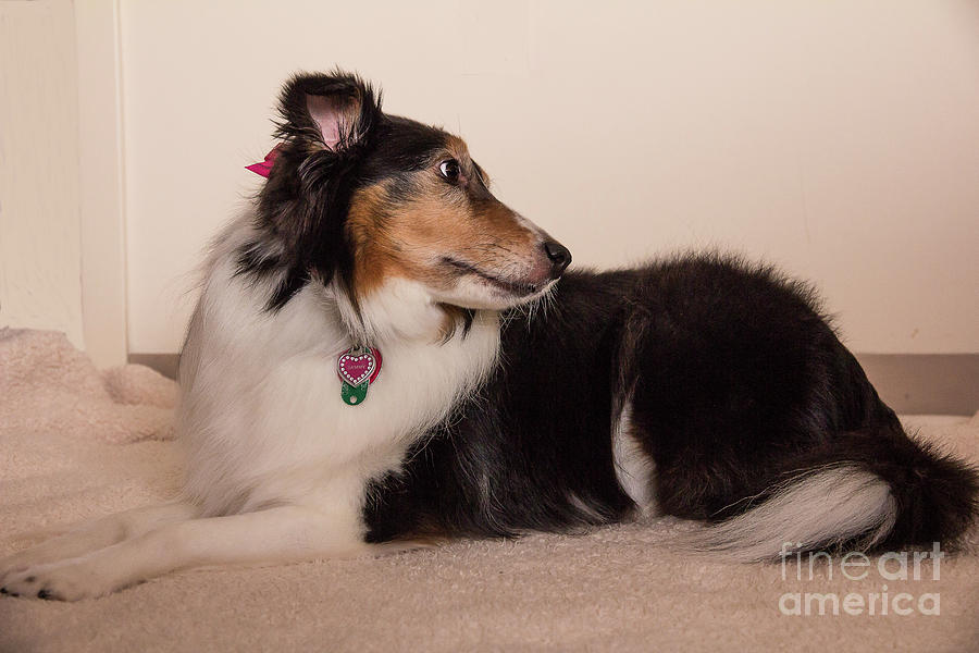Sheltie resting Photograph by Agnes Caruso