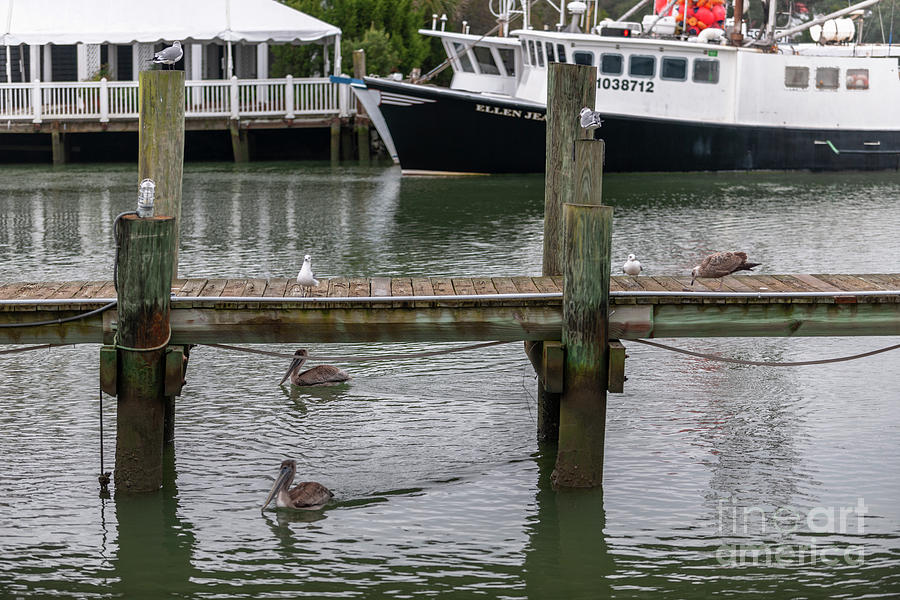 Shem Creek - Ellen Jean - Dockside Pelicans Photograph by Dale Powell