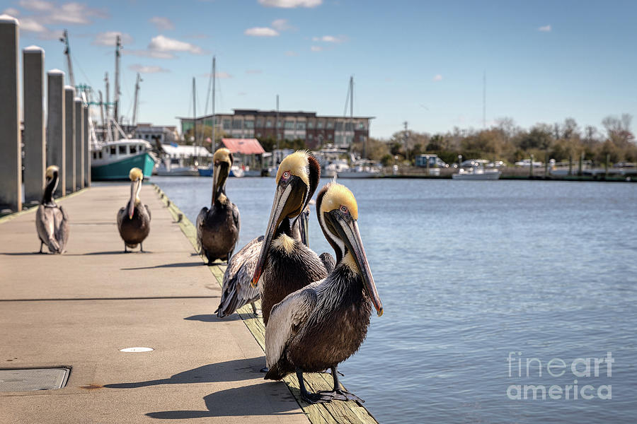 Shem Creek Pelicans Photograph by Rebecca Caroline Photography