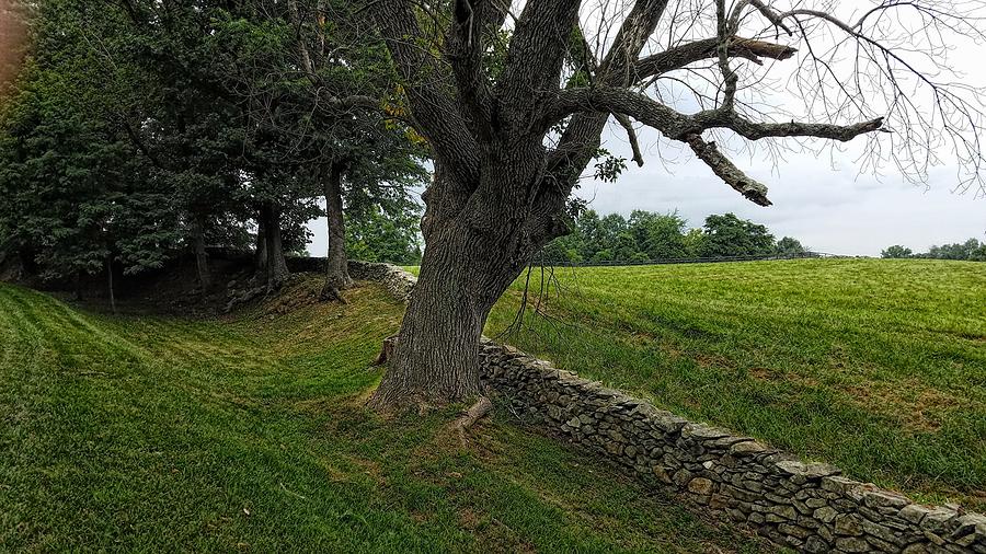 Shenandoah Gnarly Tree Photograph by Joe Duket
