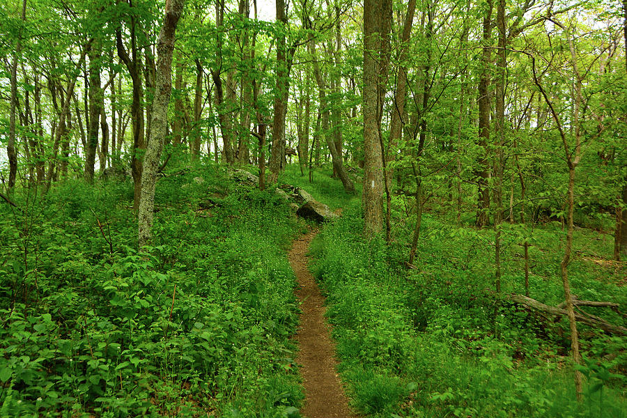 Shenandoah National Park Central District Spring Green Photograph by Raymond Salani III
