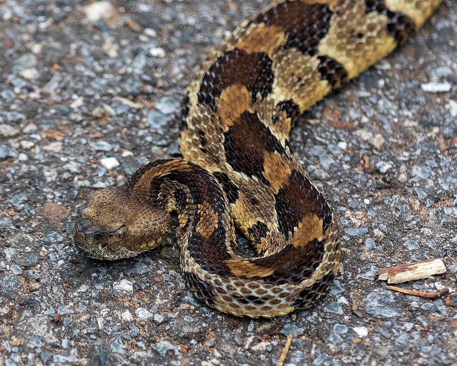 Shenandoah Timber Rattlesnake Photograph by Lara Ellis - Pixels