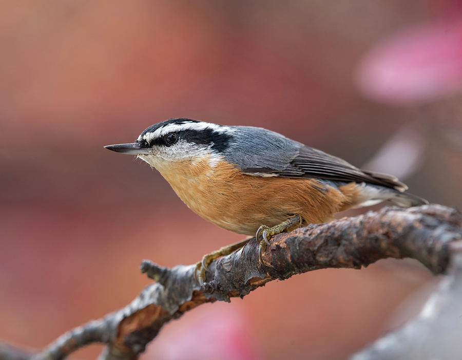 Nature Photograph - Shenandoah Valley Red-breasted Nuthatch 2020 by Lara Ellis