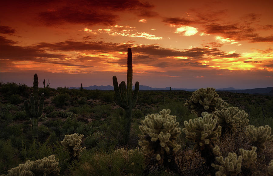 Sherbert Sonoran Skies  Photograph by Saija Lehtonen