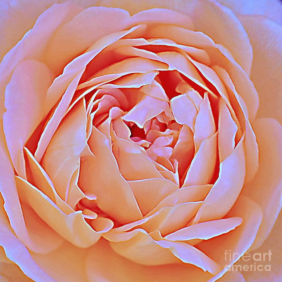 Sherbet Colored Rose Photograph by Lori Lafargue