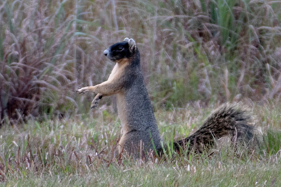 Shermans Fox Squirrel in the Grass Photograph by Bradford Martin