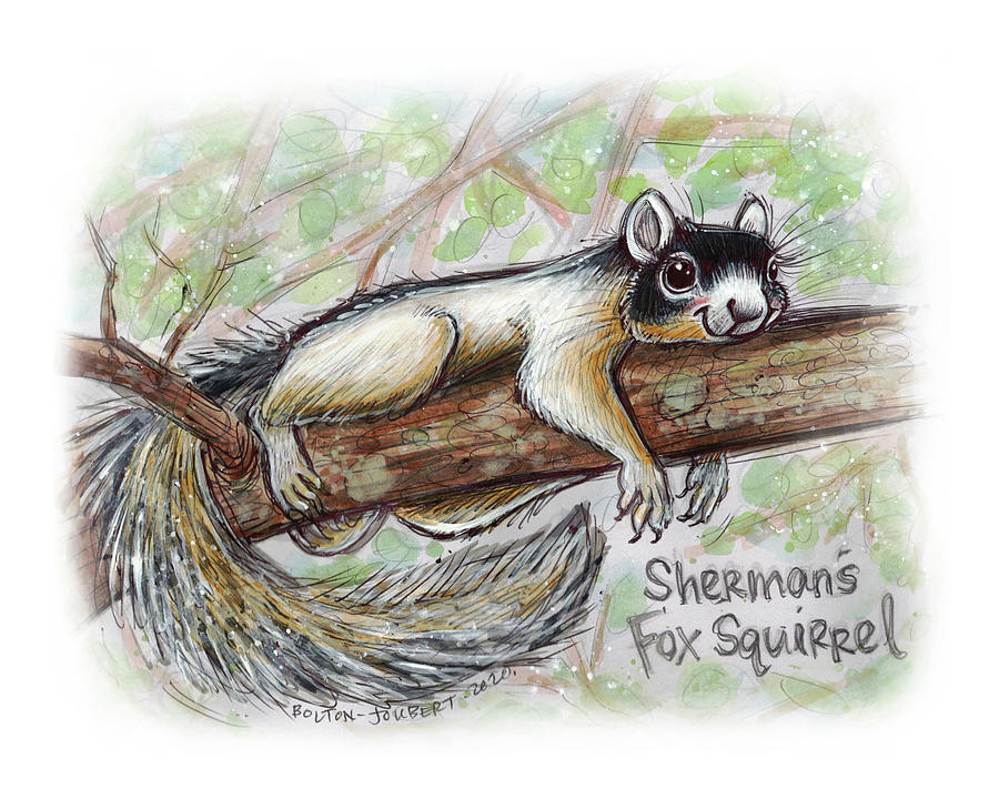 Nature Drawing - Shermans Fox Squirrel by Maria Bolton-Joubert