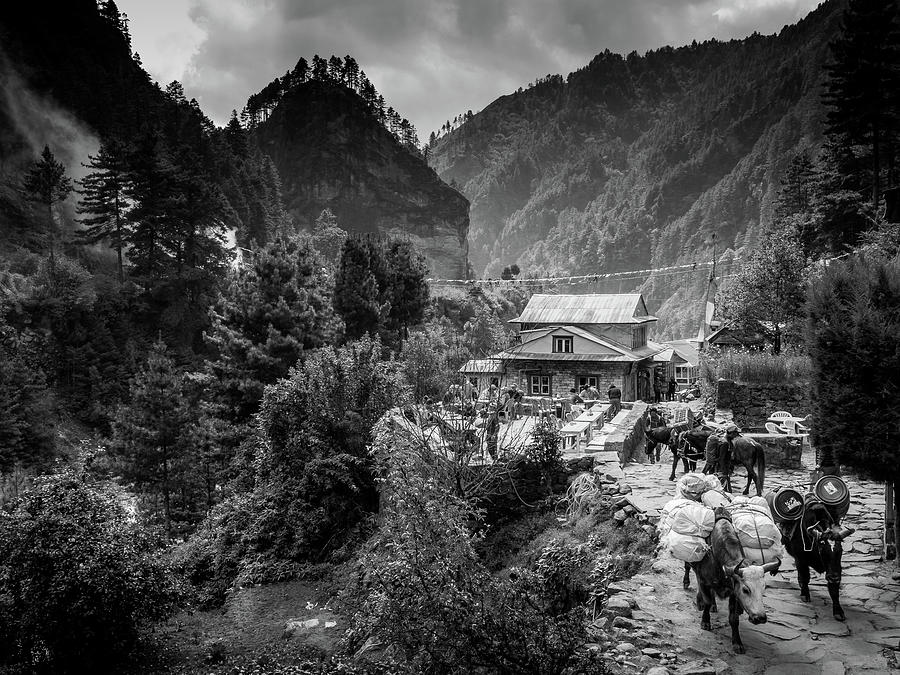Sherpa Village and Yaks along Everest Base Camp Trek Photograph by Pak Hong