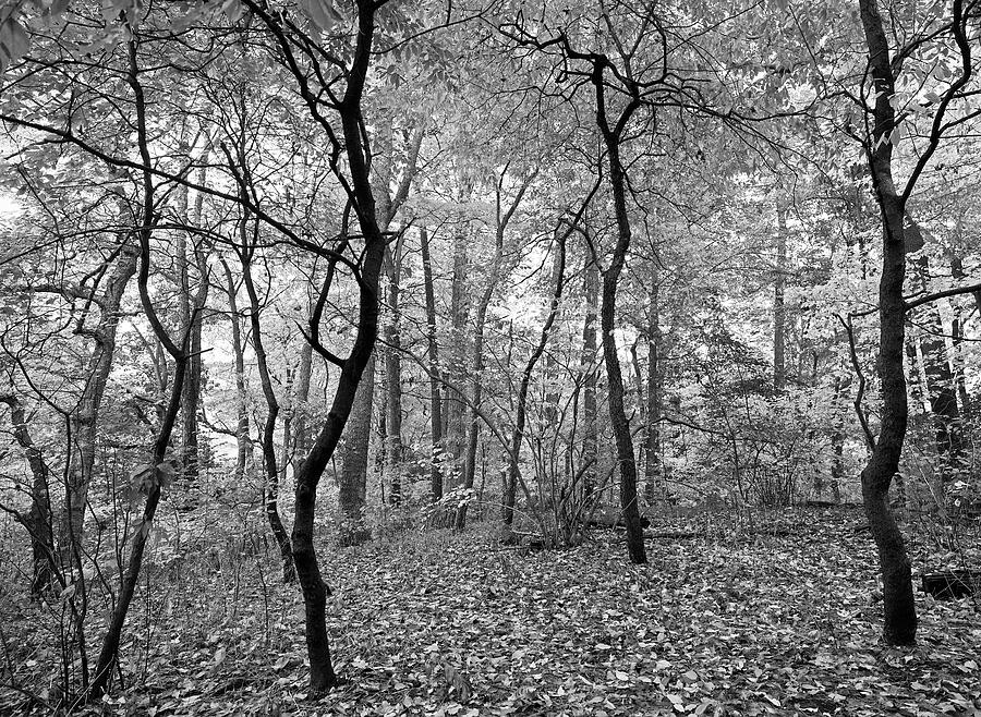 Sherwood At High Park In Black and White Photograph by Maria Faria ...