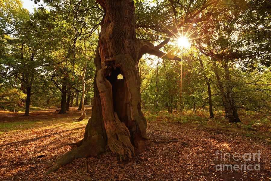 Sherwood Forest Oak Tree, Nottingham, England Photograph by Neale And Judith Clark