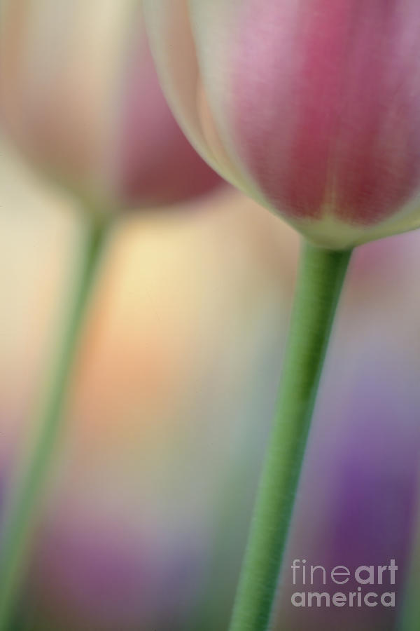 Sherwood Tulips Photograph by Chris Scroggins