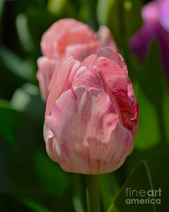 Tulip Photograph - Shes A Lady by Vickie Crum
