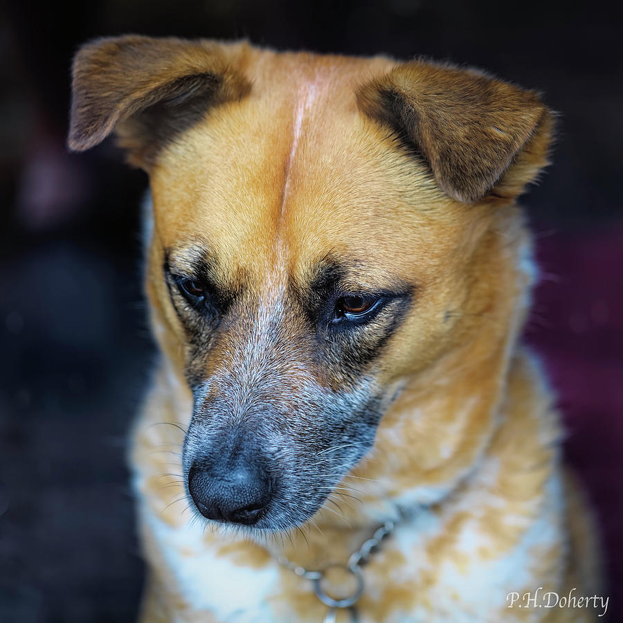 she-s-not-happy-with-me-photograph-by-phill-doherty-fine-art-america