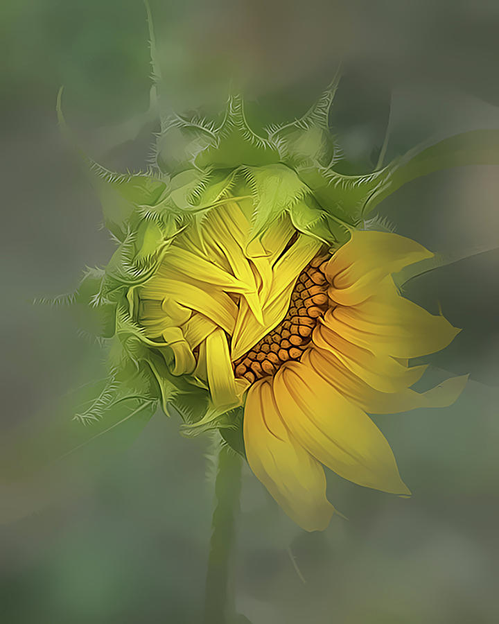 Shes So Shy Photograph by Ann Bridges Shes So Shy Photograph by Ann Bridges