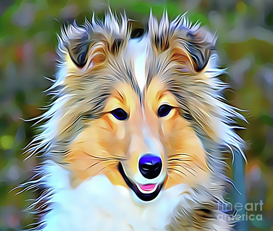 Sheltie Drawing - Shetland Collie by Sun Leil Sheltie Drawing - Shetland Collie by Sun Leil