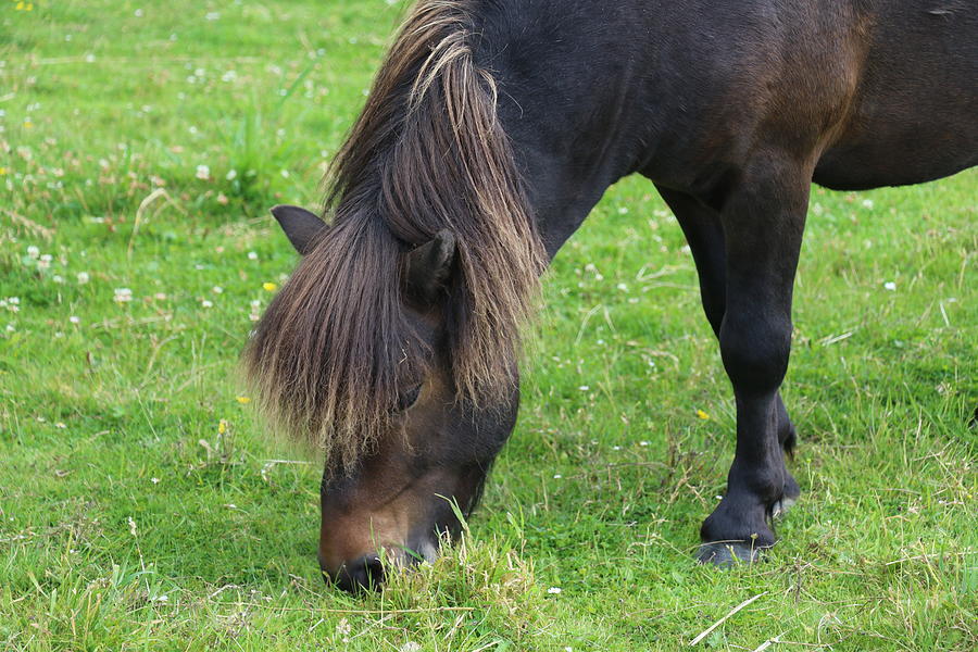 Shetland Island Pony Eating Photograph by Sandra Kent - Fine Art America