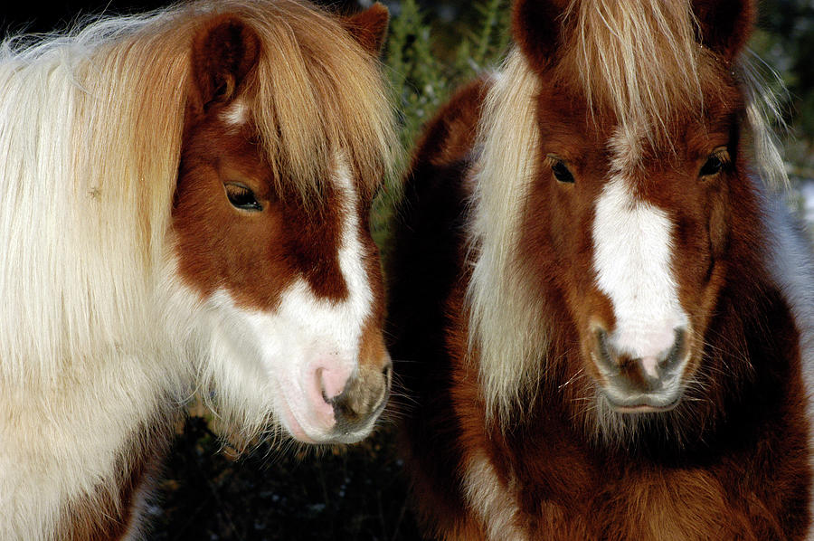 Shetland ponies New Forest National Park England Photograph by Loren Dowding