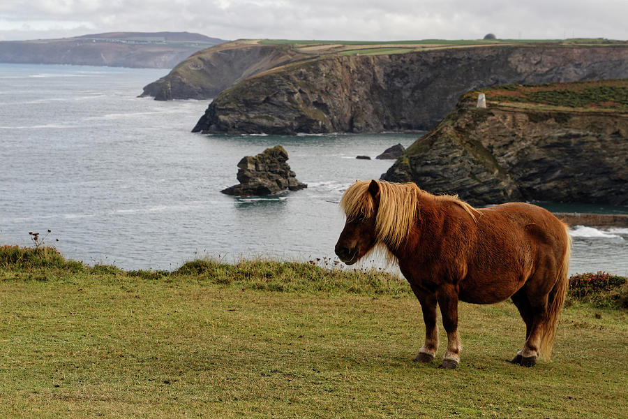Shetland Ponies of Cornwall Photograph by Shirley Mitchell