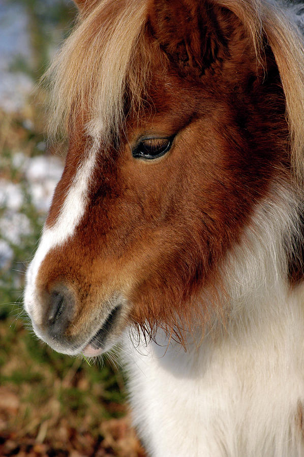 Shetland pony New Forest National Park England Photograph by Loren Dowding