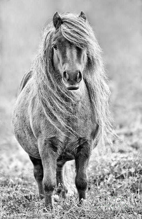 Shetland Pony Photograph By Olaf Protze Fine Art America