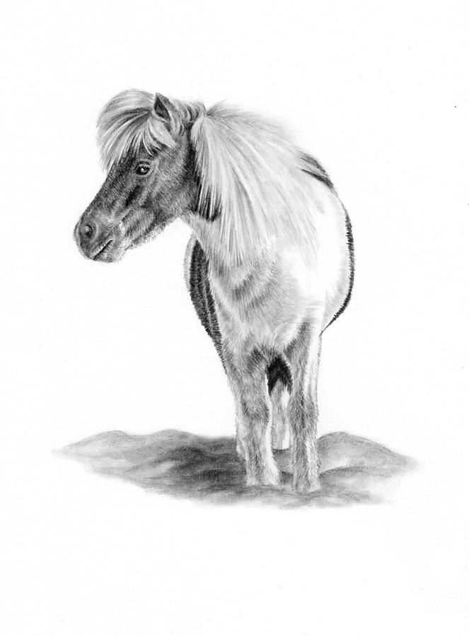 pony horse drawing