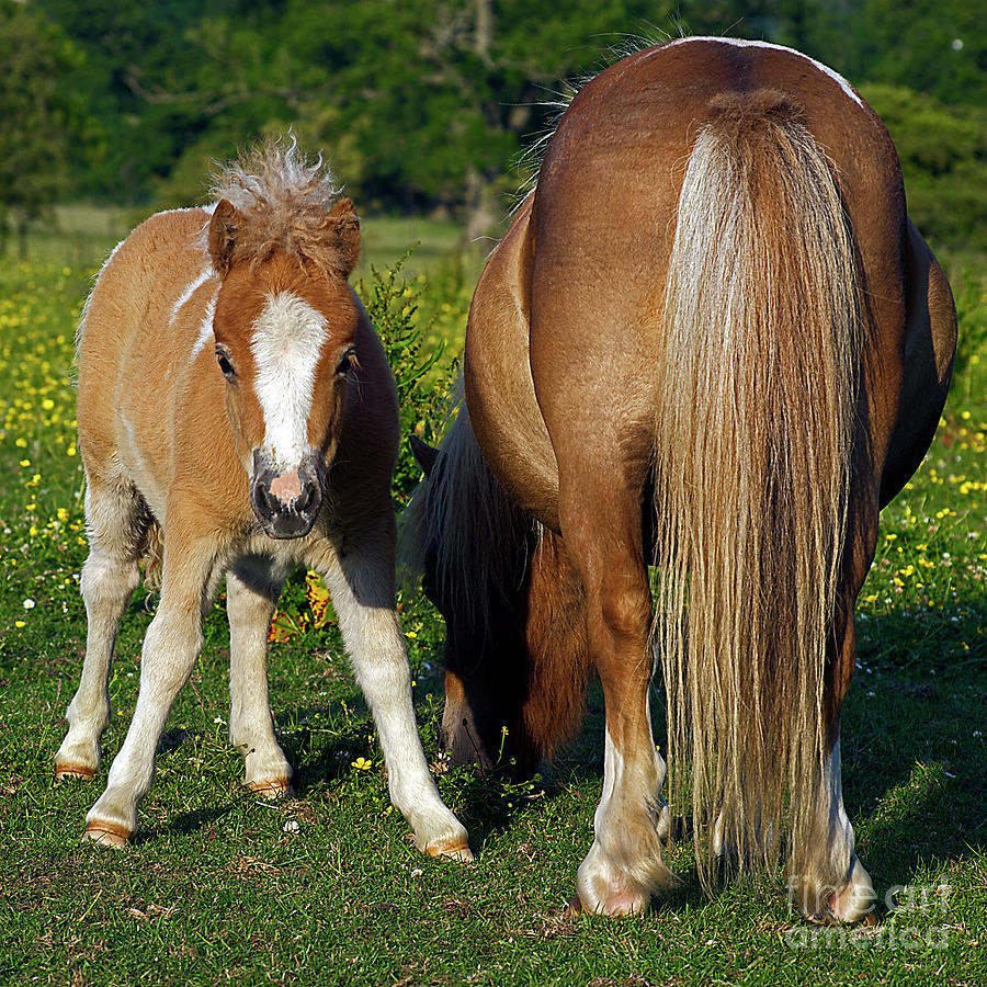 Shetland Pony Photograph by Robert Douglas