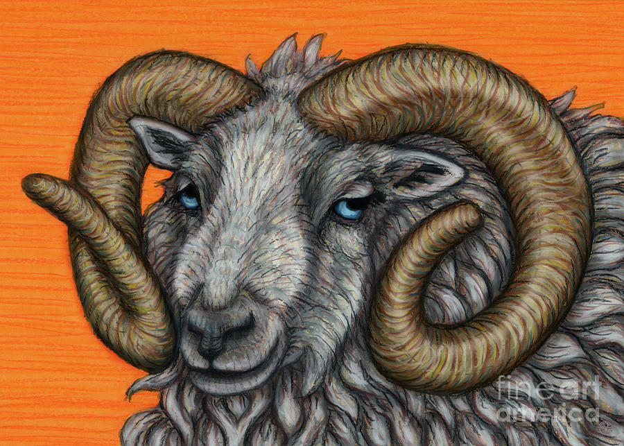 Shetland Ram  Painting by Amy E Fraser