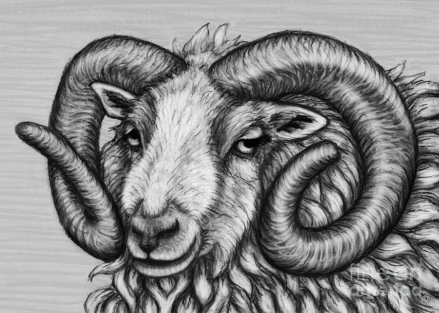 Shetland Ram. Black and White Drawing by Amy E Fraser