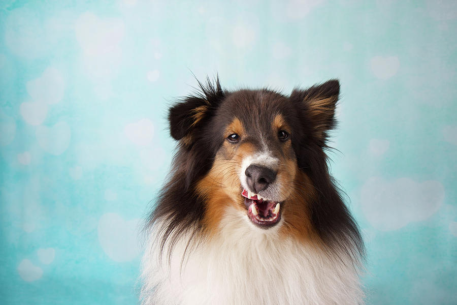 Crazy sheltie sales