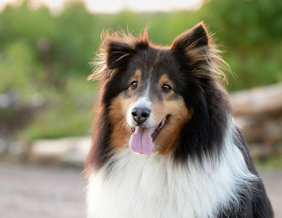 Shetland Sheepdog Outside in the Summer at Sunset Panting Photograph by ...