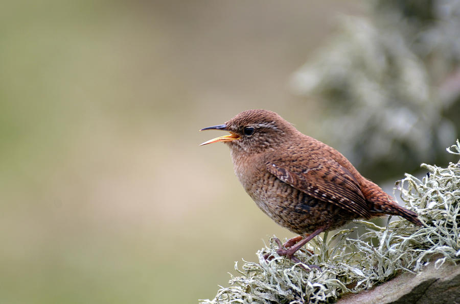 Shetland Wren Photograph by Chris Monks - Fine Art America