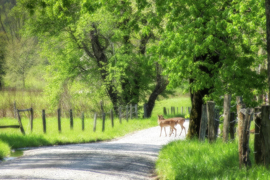 Shhh . . . deer ahead Photograph by Robert Carter
