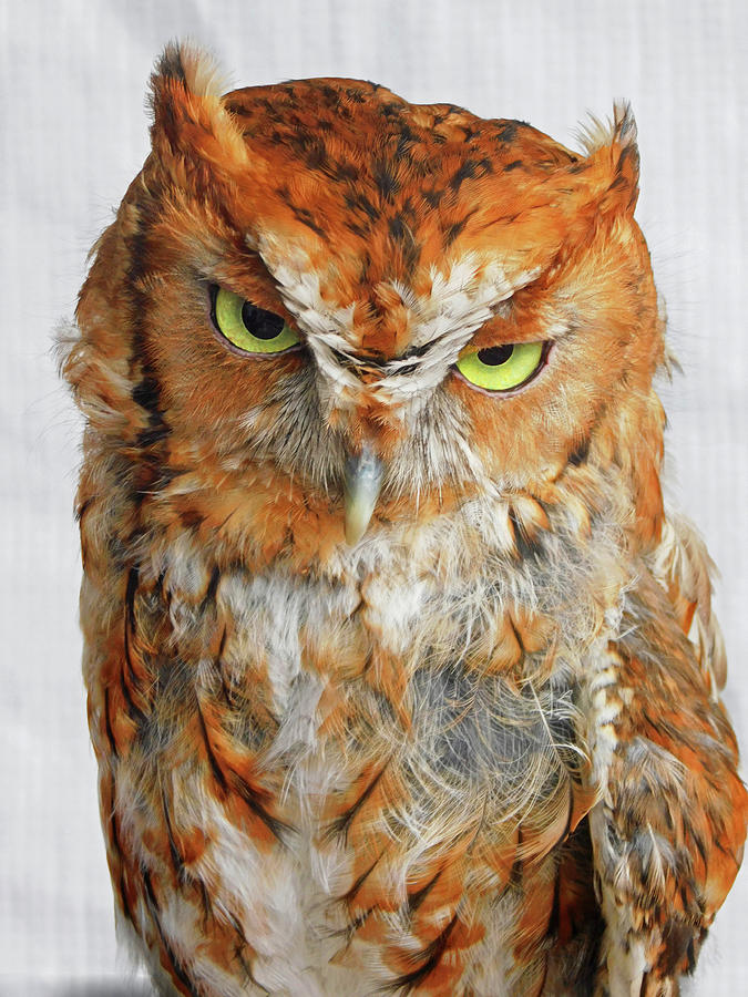 Shhh Sleepy Screech Owl Photograph by Emmy Marie Vickers