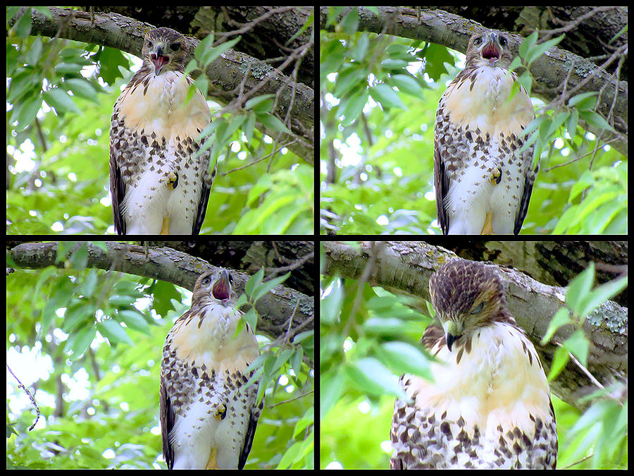 Shhhh, Sleeping Red Shouldered Hawk Photograph by Amy Hosp