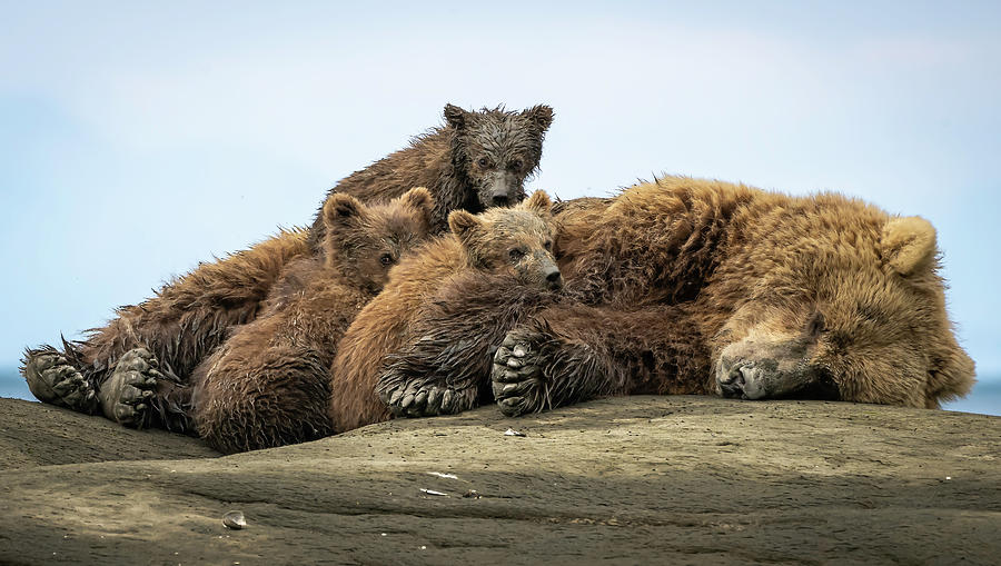 Shhhhh Moms Napping Photograph by Laura Hedien