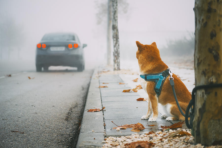 Shiba inu breed dog tied on a tree in the street while being abandoned by its owner in a car. Photograph by Israel Sebastian