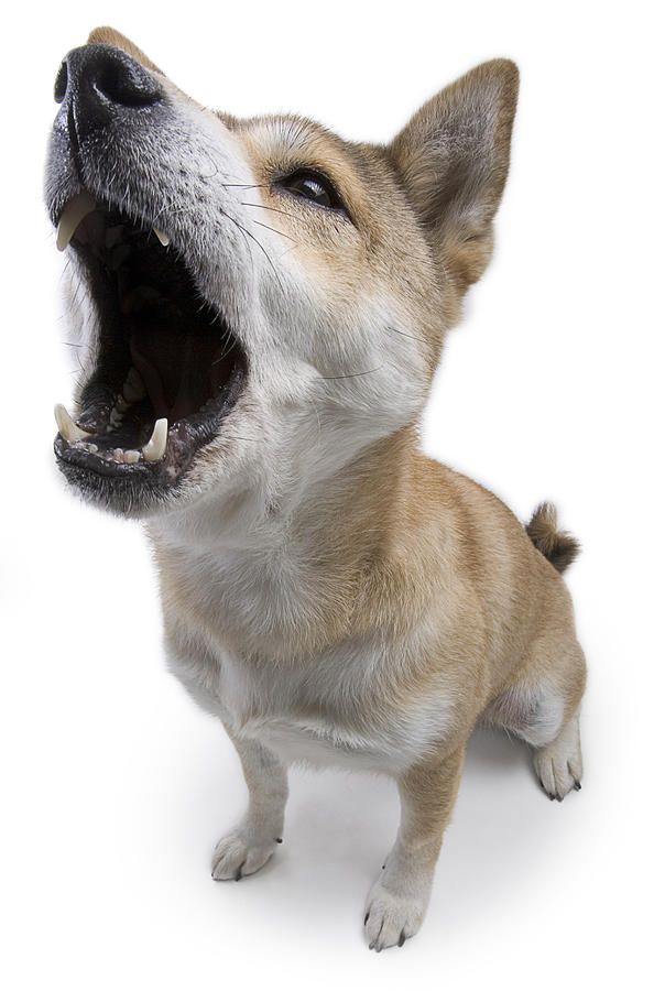 Shiba Inu Dog Howling Photograph by Dial-a-view