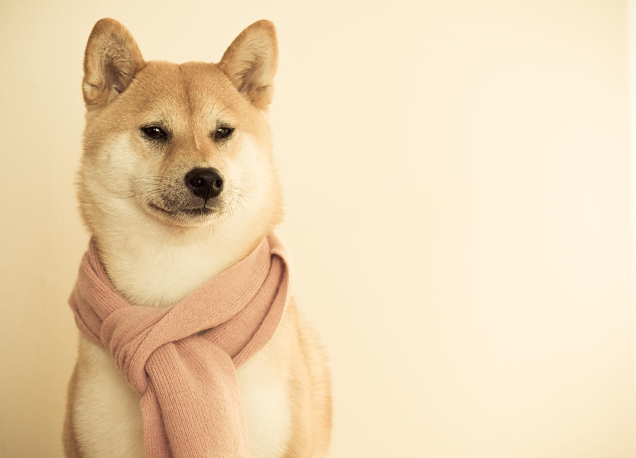 Shiba Inu Dog  Photograph by Jonathan Fleming