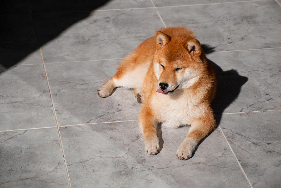Shiba Inu Lying on a Marble Floor Photograph by By Eve Livesey