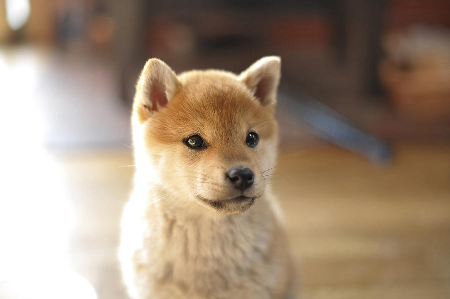 Shiba Inu puppy Photograph by Yoshiro Uchikawa