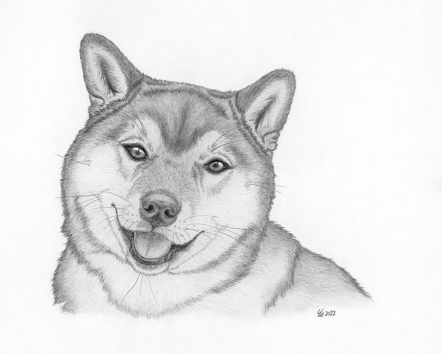 Shiba Inu Drawing by The Wild-Eyed World - Fine Art America