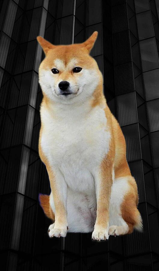 Shiba Photograph by Rosie Lee Shiba Photograph by Rosie Lee