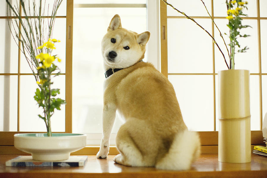 Shibaken Dog Photograph by Jdphotography