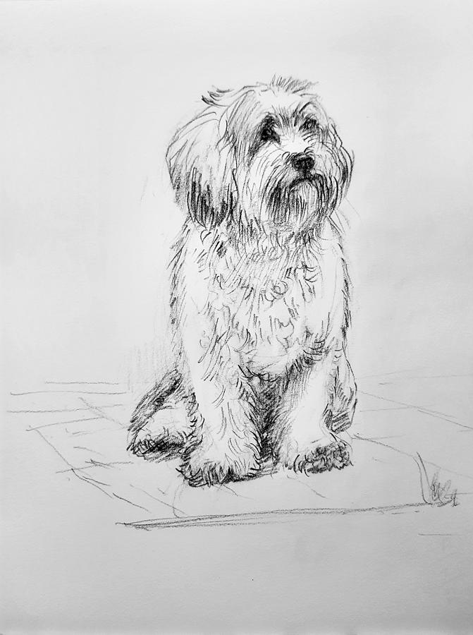Shih Tzu dog Drawing by Asha Sudhaker Shenoy