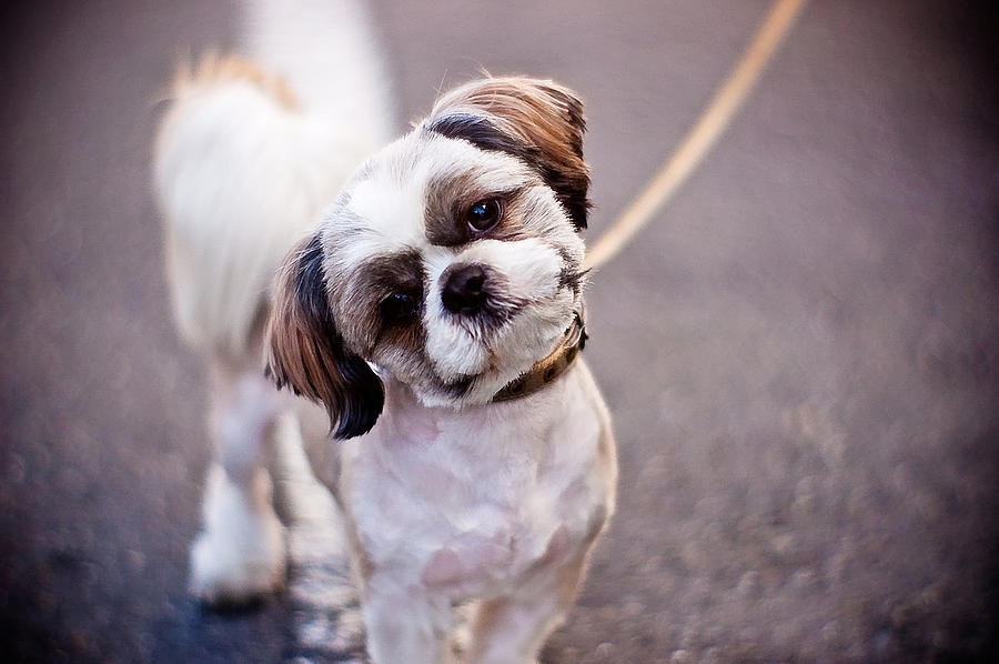 Shih tzu dogs Photograph by Moaan