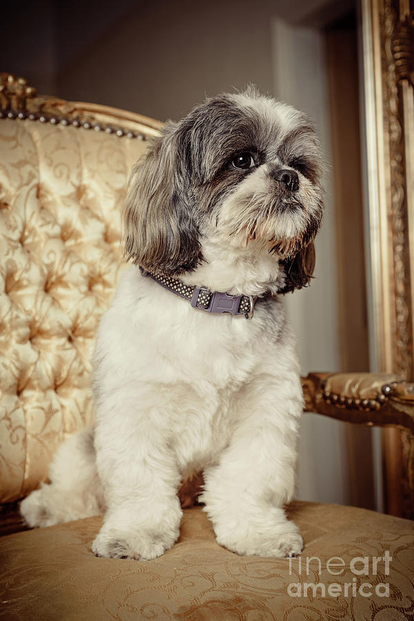 Fluffy Dog Sitting On Chair Photograph by Amanda Elwell - Pixels