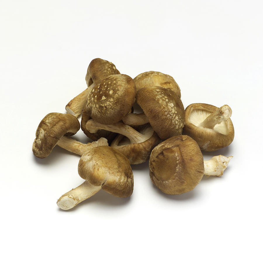 Shiitake mushroom Photograph by Mixa