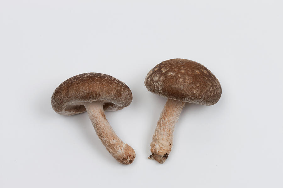 Shiitake mushroom Photograph by Y-studio